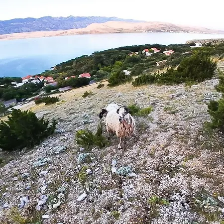 Mila's Pet Friendly House *