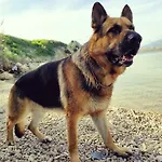 Mila's Pet Friendly House With Private Place And Sunbeds Included Appartement