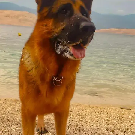 Mila Pet Friendly House With Private Place On The Pag Town