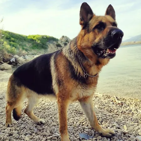 Mila'S Pet Friendly Holiday House Appartement