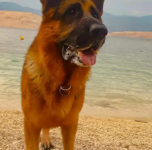 Mila's Pet Friendly House With Private Place And Sunbeds Included Bosana