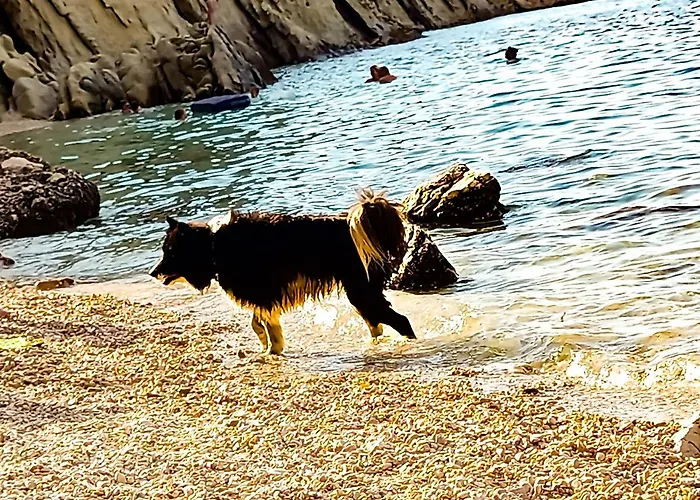 Mila's Pet Friendly House With Private Place And Sunbeds Included דירה *