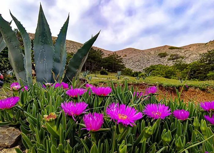 דירה Mila's Pet Friendly House With Private Place And Sunbeds Included Bosana