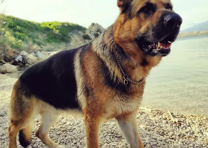 Mila's Pet Friendly House With Private Place And Sunbeds Included דירה