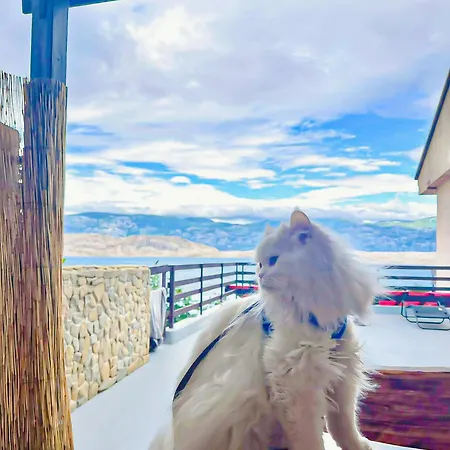 Daire Mila's Pet Friendly House With Private Place And Sunbeds Included